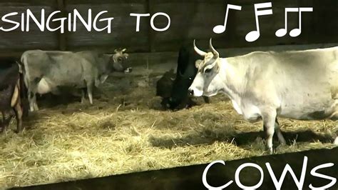 The science behind bovine magical sining: decoding the melodies of cows